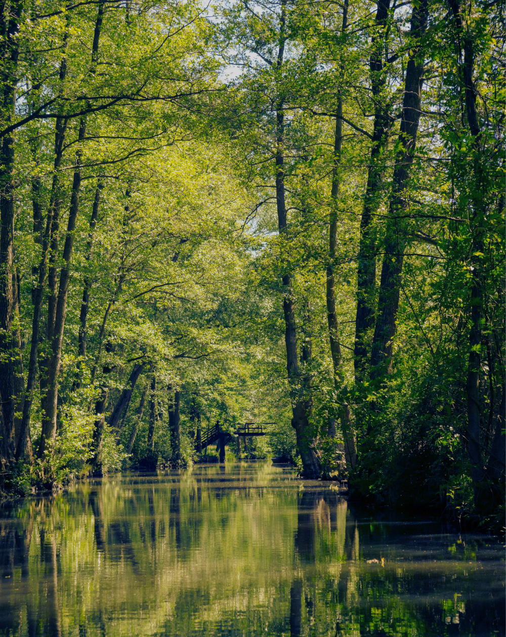 Platzhalter — Kahnfahrt durch die Spreewald-Fließe im Abendlicht